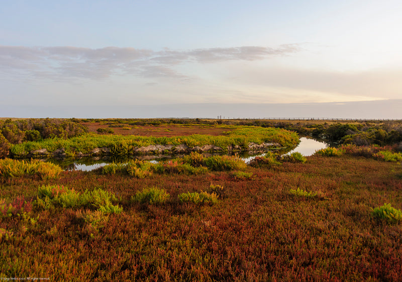 Altona wetlands