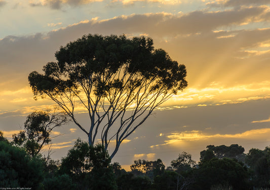 Forrest sunset rays