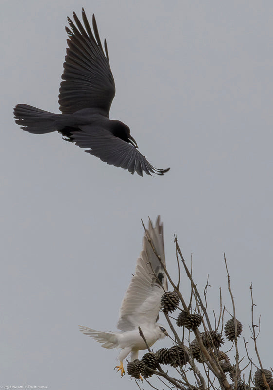 Raven harrying a kite