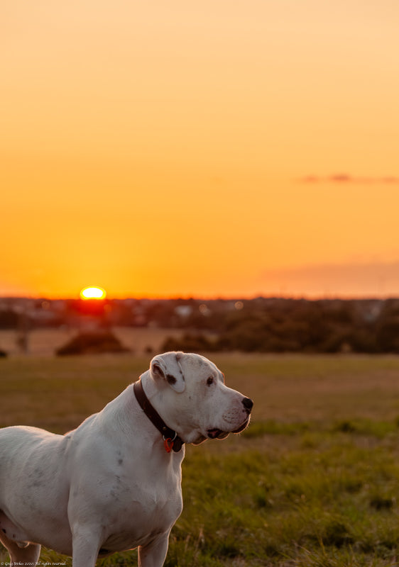 Poomba at sunset