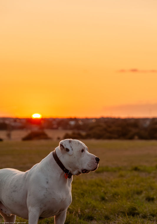 Poomba at sunset