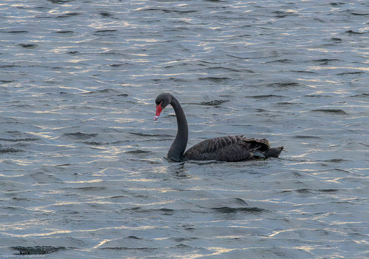 Swan on mesmerising creek